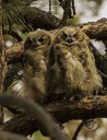 Fuzzy Valentines from Deschutes Land Trust