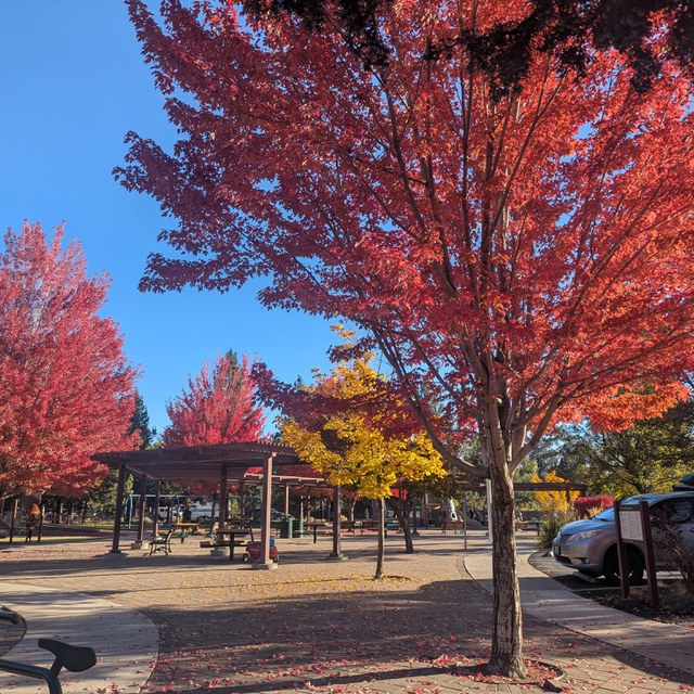 Leaf-ing Time for Creative Crafts