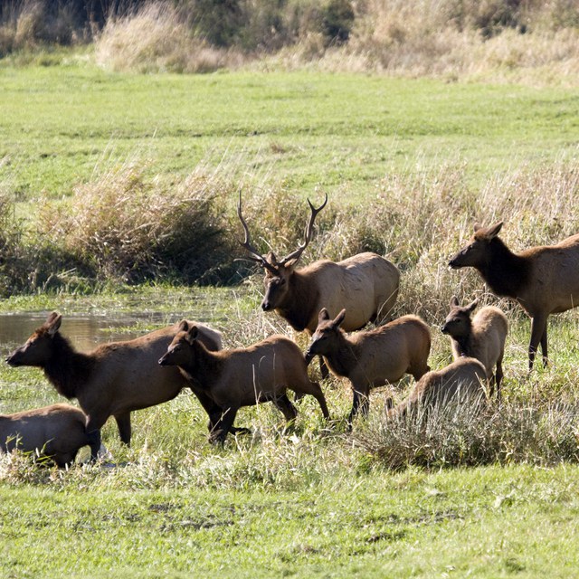 Magnificent Migrations!