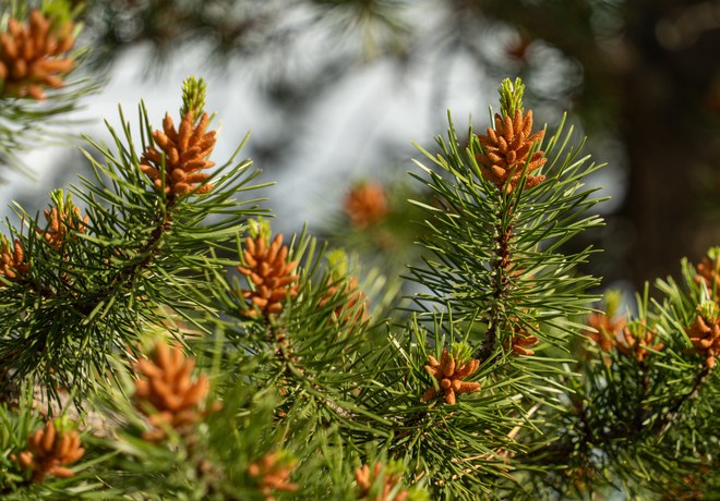 Plant Profile: Lodgepole Pine