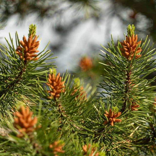 Plant Profile: Lodgepole Pine