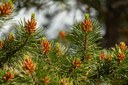 Plant Profile: Lodgepole Pine