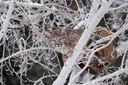 Predators: Why Do They Matter?
