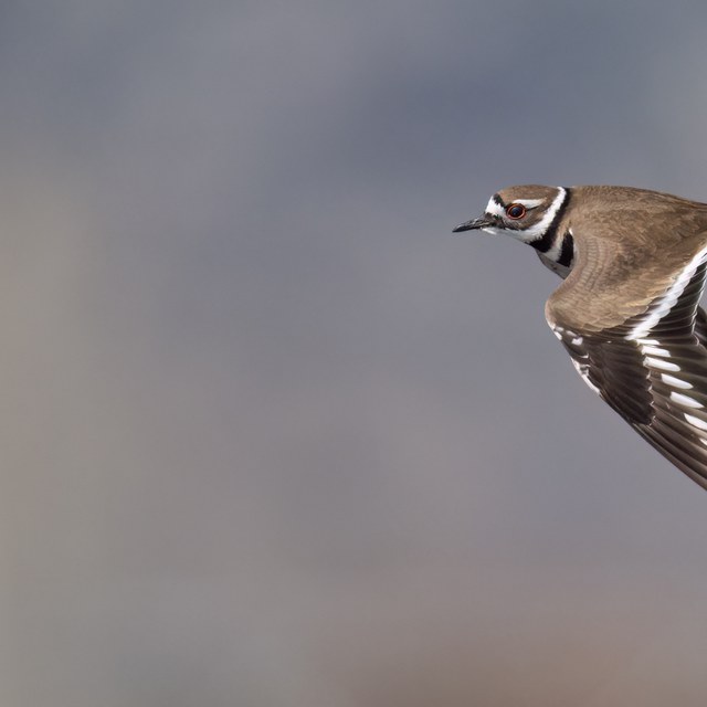 Spring Wildlife Wanderings