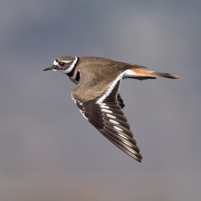 Spring Wildlife Wanderings