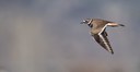 Spring Wildlife Wanderings
