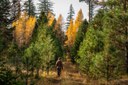 How Can I Stay Safe During Hunting Season?