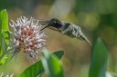 Summer Wildlife Wanderings