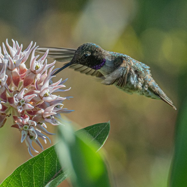 Summer Wildlife Wanderings