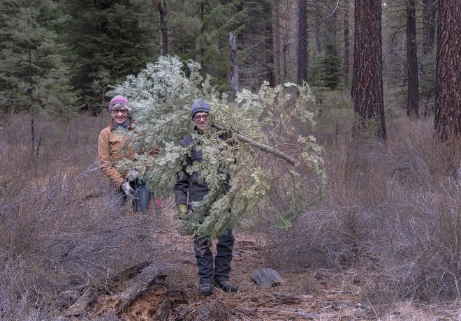 Tree Hunt Tips + Tricks