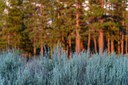 Understanding Central Oregon's Sagebrush Grasslands