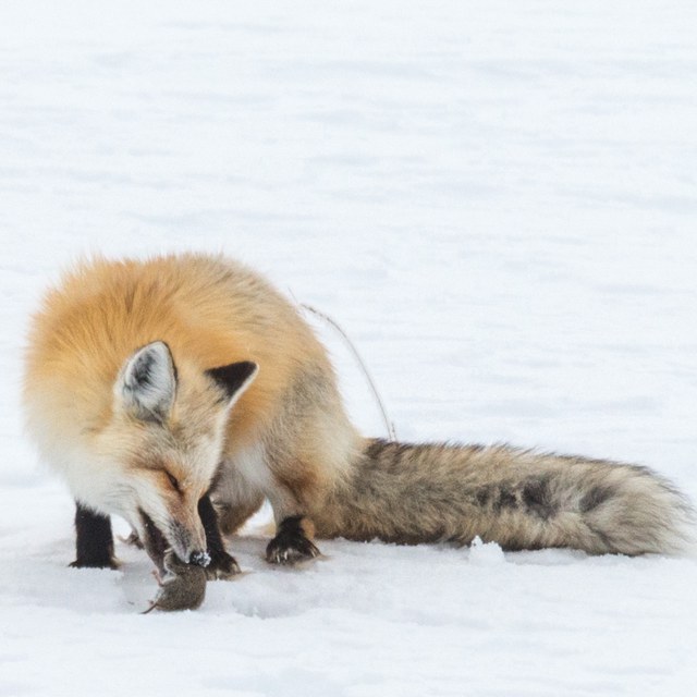 How Foxes Hunt in a Hidden Winter World