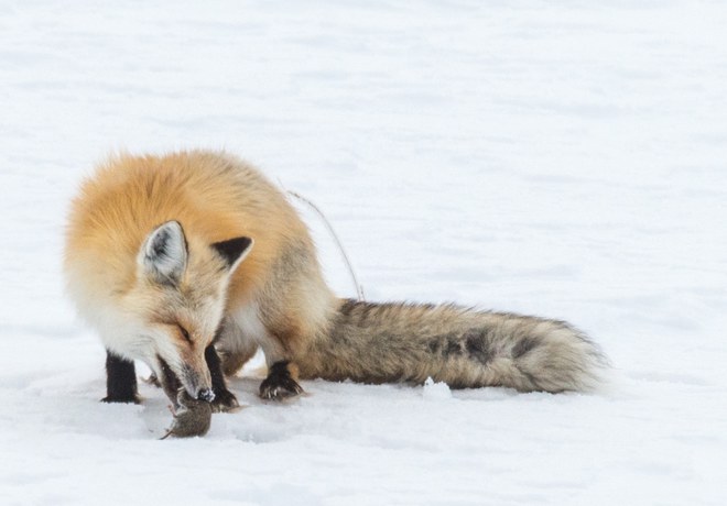 How Foxes Hunt in a Hidden Winter World