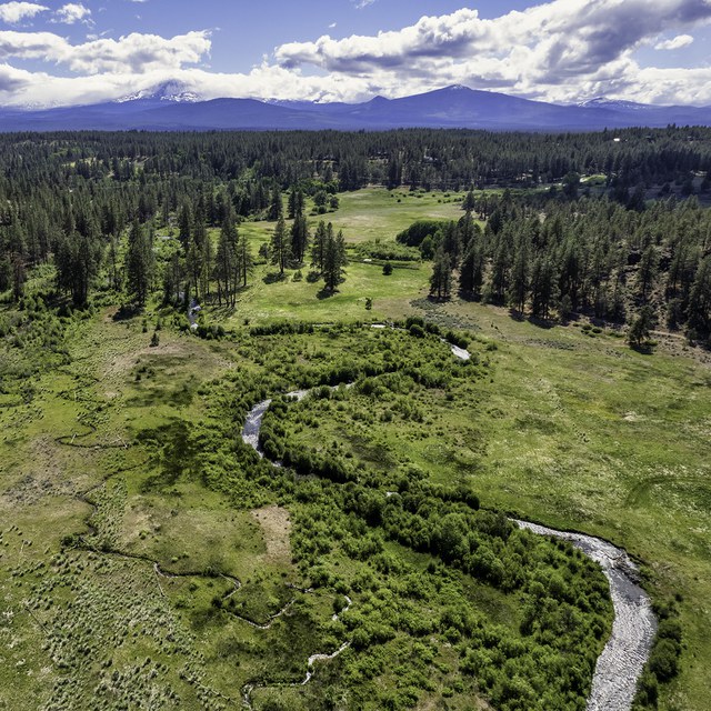 The Importance of Wet Meadows