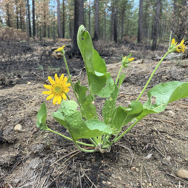Wildflowers After the Flat Fire Wildflowers After the Flat Fire