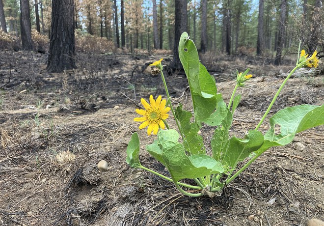 Wildflowers After the Flat Fire