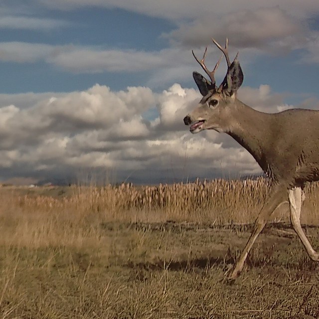 Winter Wildlife Wanderings