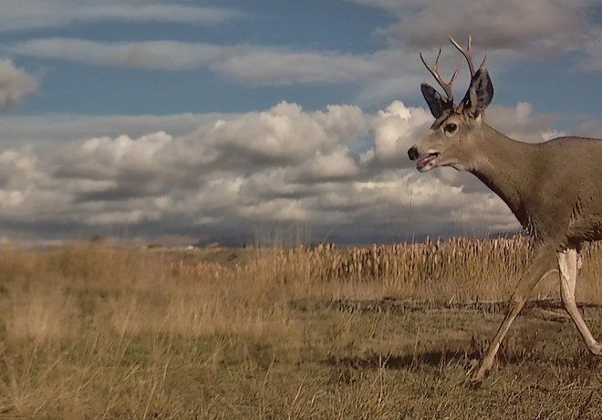 Winter Wildlife Wanderings