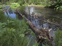 Fish habitat gets a boost at Spring Creek