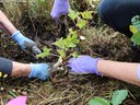 Spring Creek Plantings