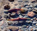 Sockeye returns