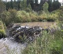 New beaver dams at Camp Polk Meadow Preserve