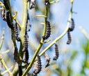 Butterflies Abound at Skyline Forest
