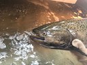 Chinook return to Land Trust protected lands on Whychus Creek