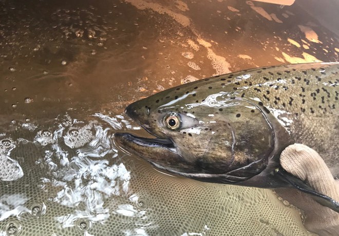 Chinook return to Land Trust protected lands on Whychus Creek