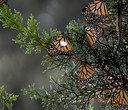 Land Trust Monarch Reaches California Overwintering Grounds