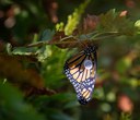Land Trust starts monarch butterfly conservation program