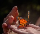 Monarch Butterfly Conservation Program Takes Flight