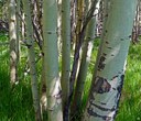 Land Trust Gives Aspens a Chance