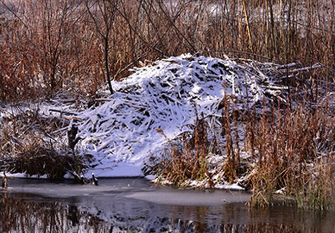 Beavers Remain Busy at Camp Polk Meadow Preserve