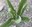 Milkweed plants come back to life in Bend