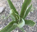 Milkweed plants come back to life in Bend