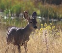 Orphaned Fawns Released at Rimrock Ranch