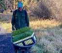 Restoration of Native Plants in Final Stages at Camp Polk Meadow Preserve
