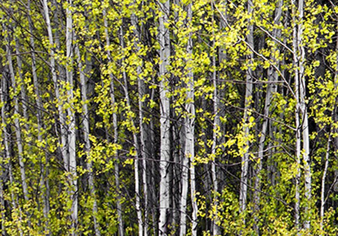 Protecting Aspens at Indian Ford Meadow Preserve