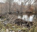 Beavers Remain Active at Priday Ranch