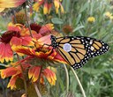 Monarch Butterflies Need Help!