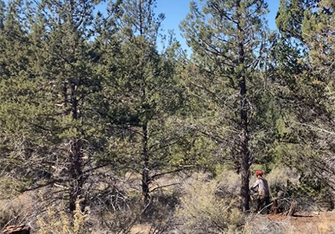 Additional Thinning at Aspen Hollow Preserve