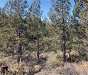 Additional Thinning at Aspen Hollow Preserve