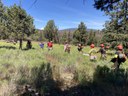 Forest Restoration in Progress at Several Land Trust Preserves