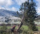 Juniper Thinning Begins at Priday Ranch