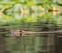 Log Jams + Beaver Dams: Restoring Whychus Creek at Willow Springs Preserve