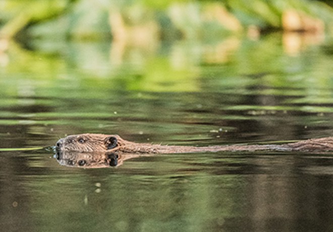 Log Jams + Beaver Dams: Restoring Whychus Creek at Willow Springs Preserve