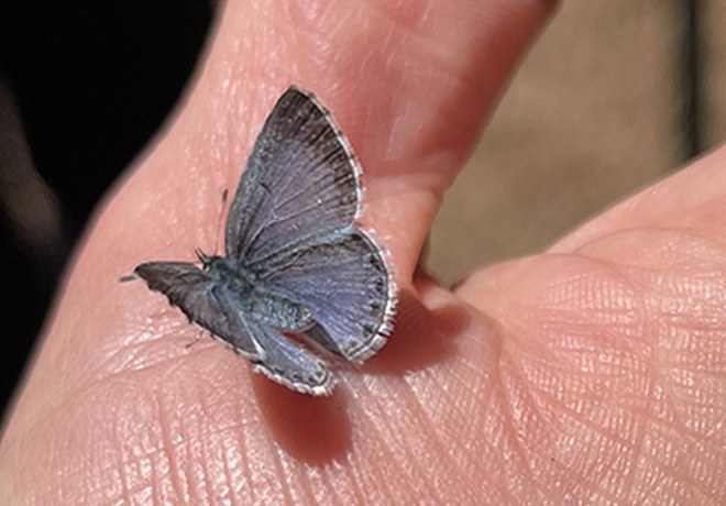 New Butterfly Species Discovered at Metolius Preserve