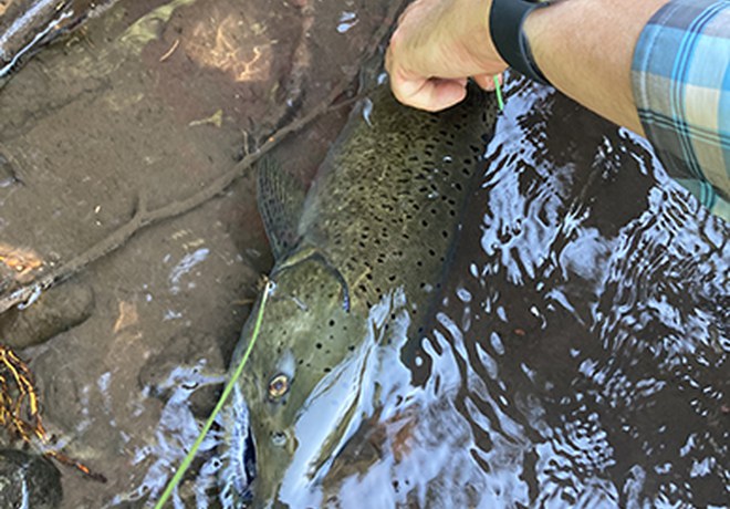 A Record High for Returning Chinook Salmon