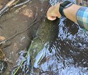 A Record High for Returning Chinook Salmon